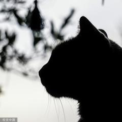 回到过去变成猫有声小说